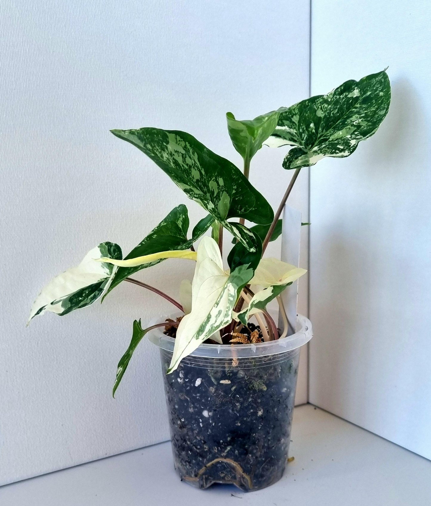 Syngonium Podophyllum Albo Variegated Indoor Plant - Minis