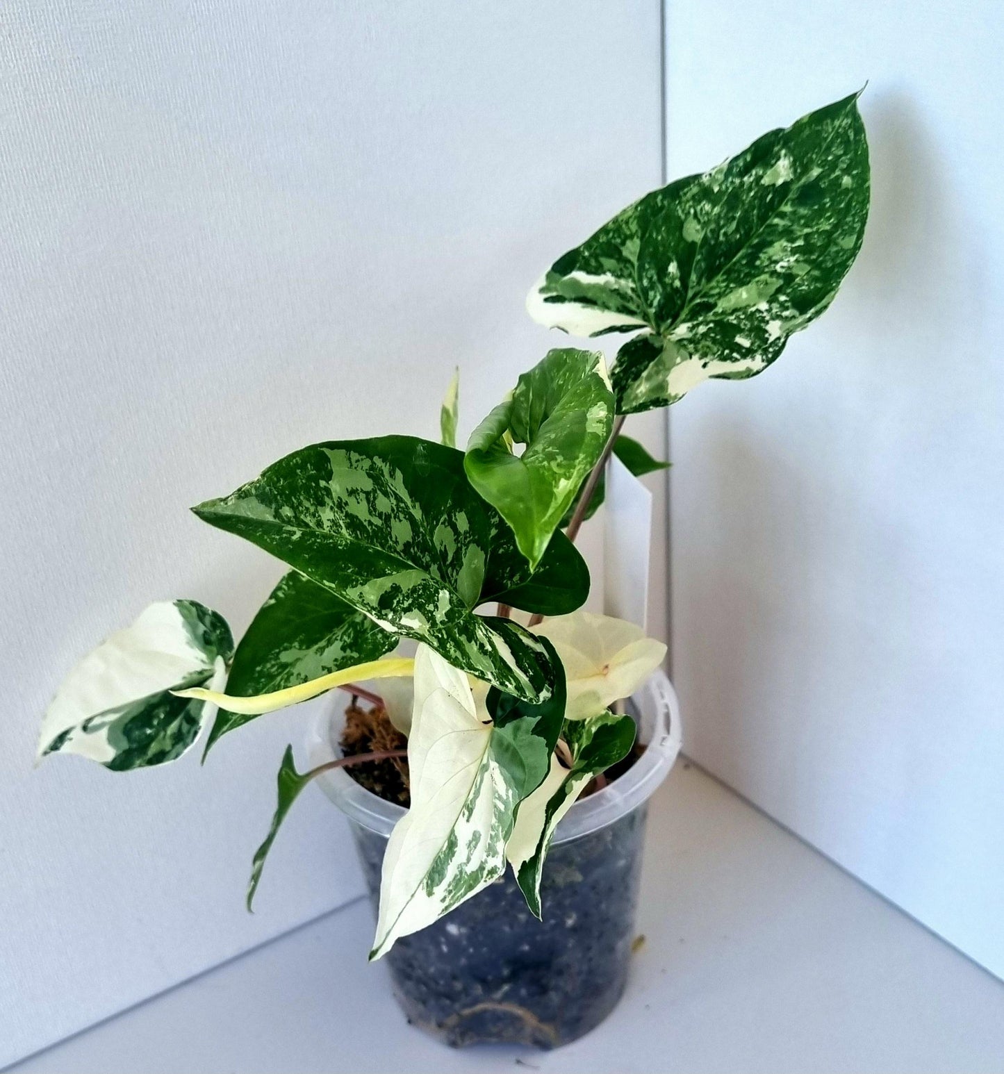 Syngonium Podophyllum Albo Variegated Indoor Plant - Minis