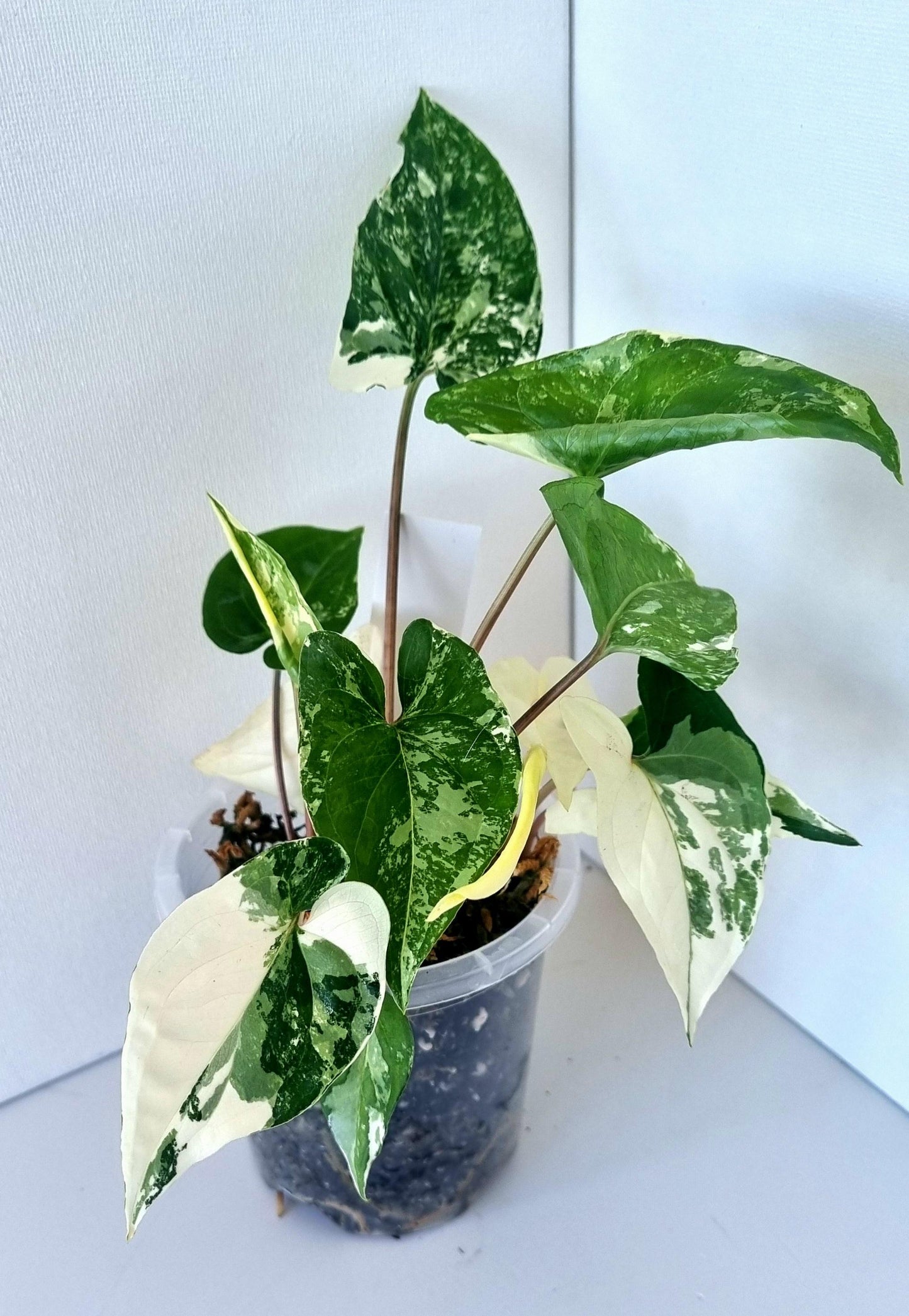 Syngonium Podophyllum Albo Variegated Indoor Plant - Minis