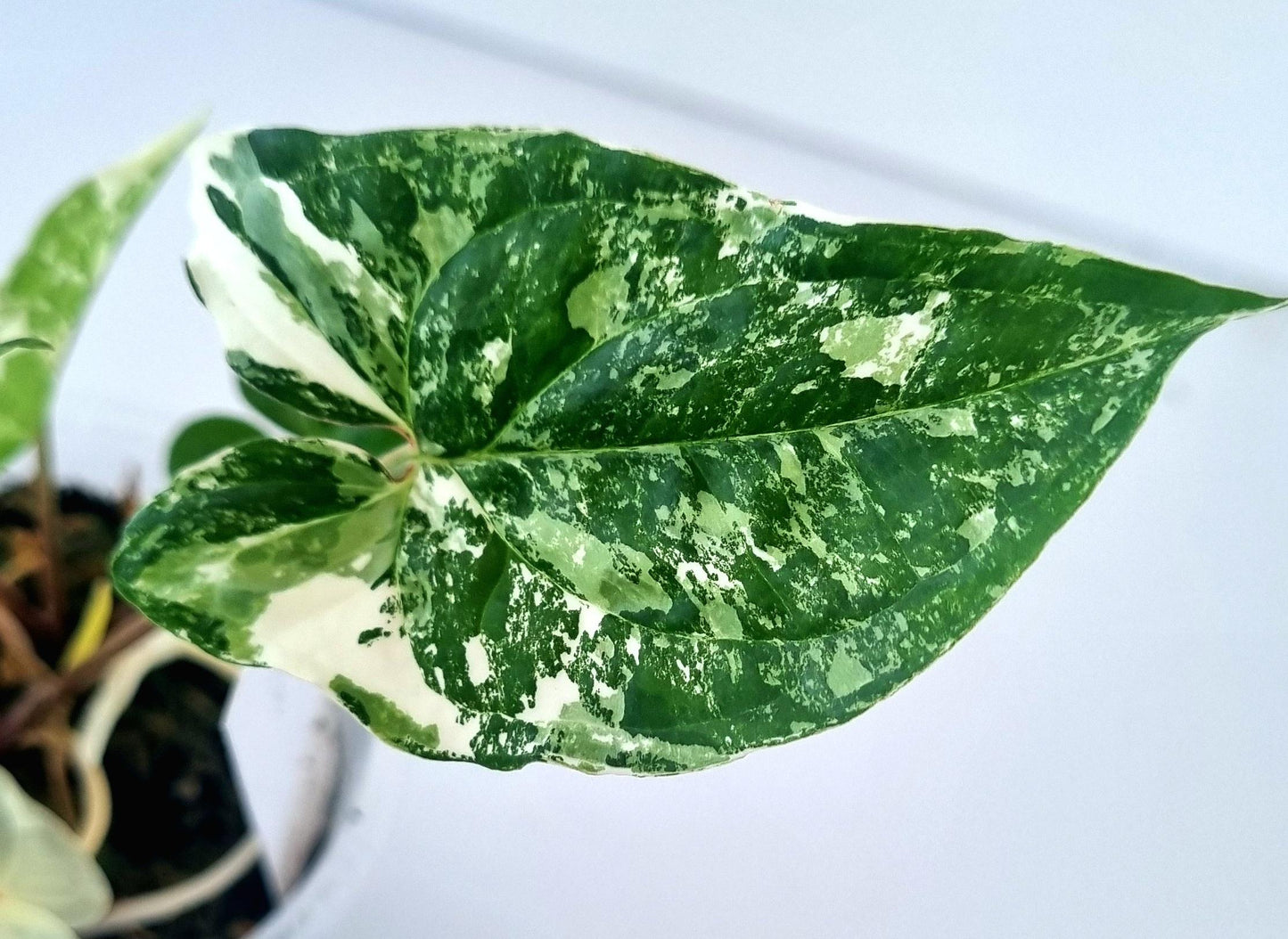 Syngonium Podophyllum Albo Variegated Indoor Plant - Minis