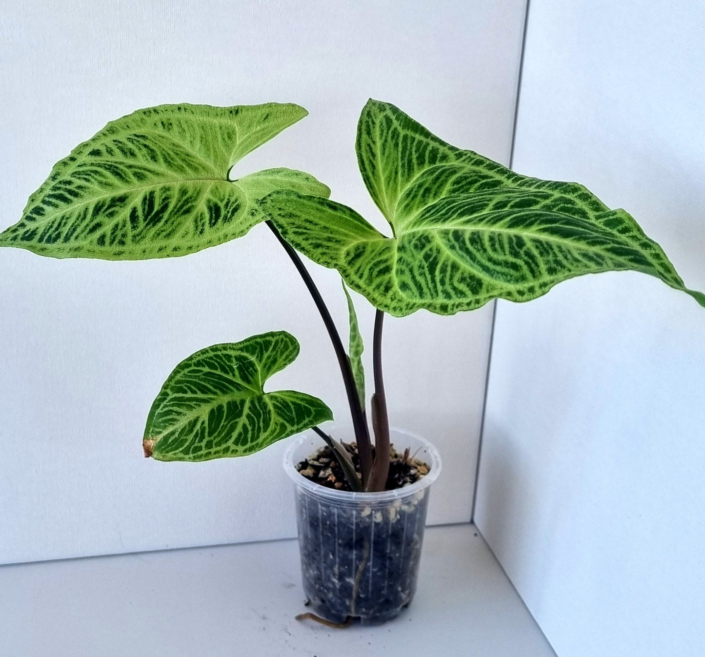 Syngonium Batik Indoor Plant