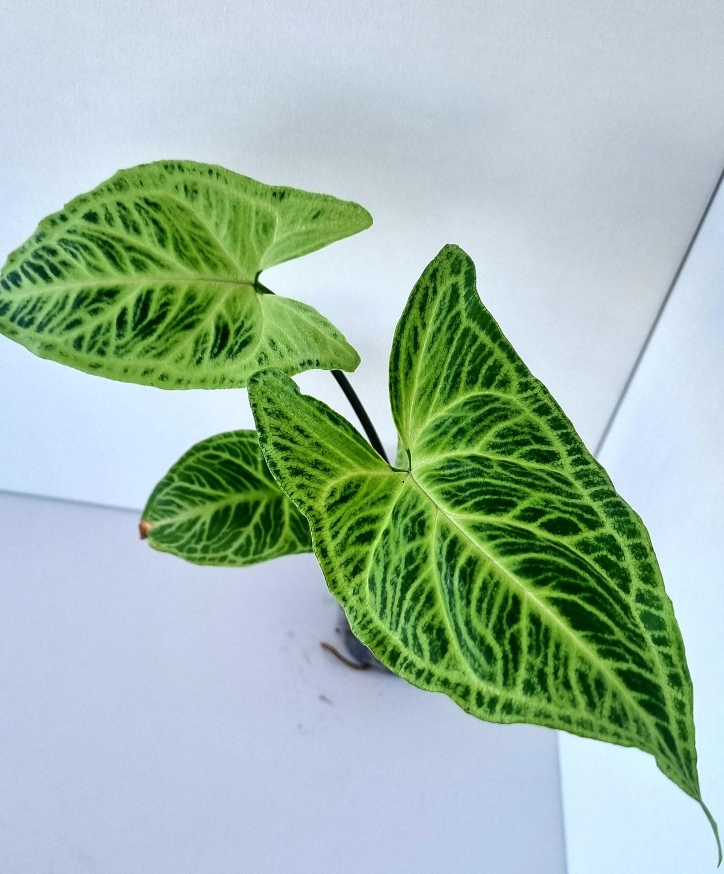 Syngonium Batik Indoor Plant
