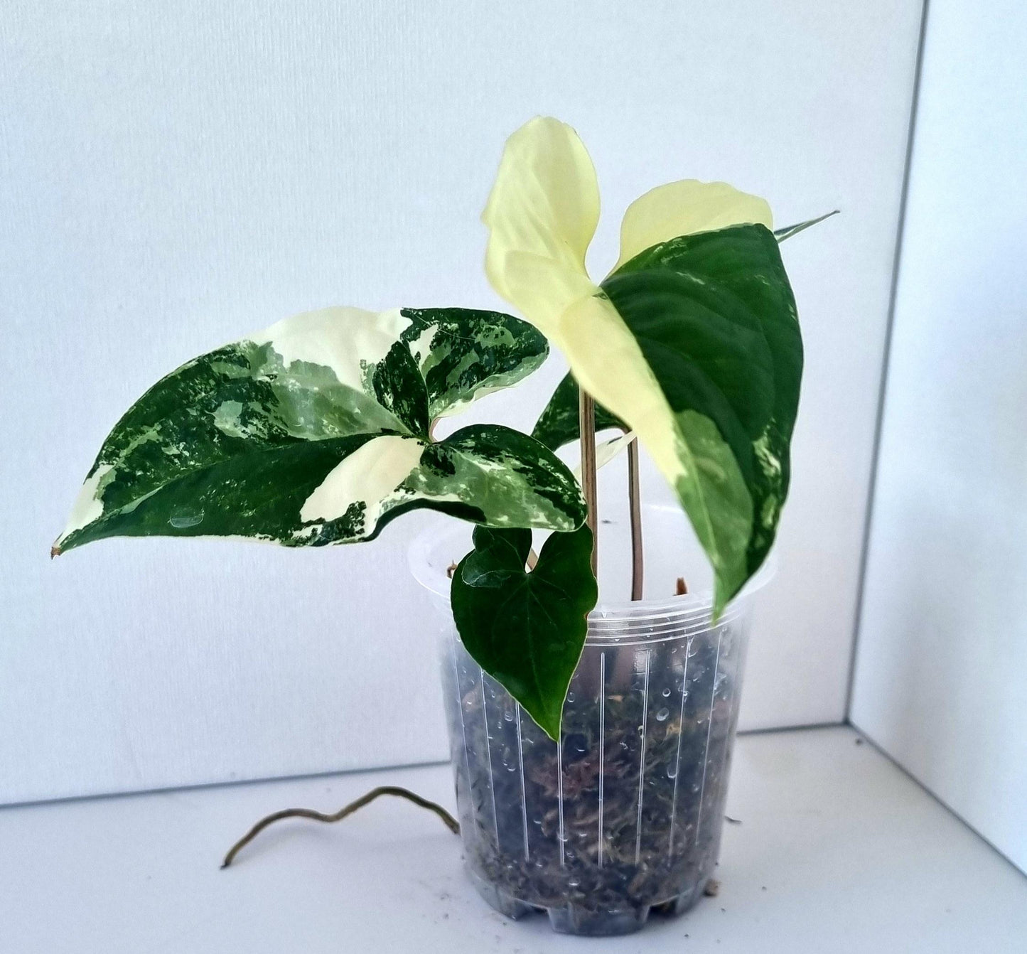 Syngonium Podophyllum Albo Variegated Indoor Plant - Minis
