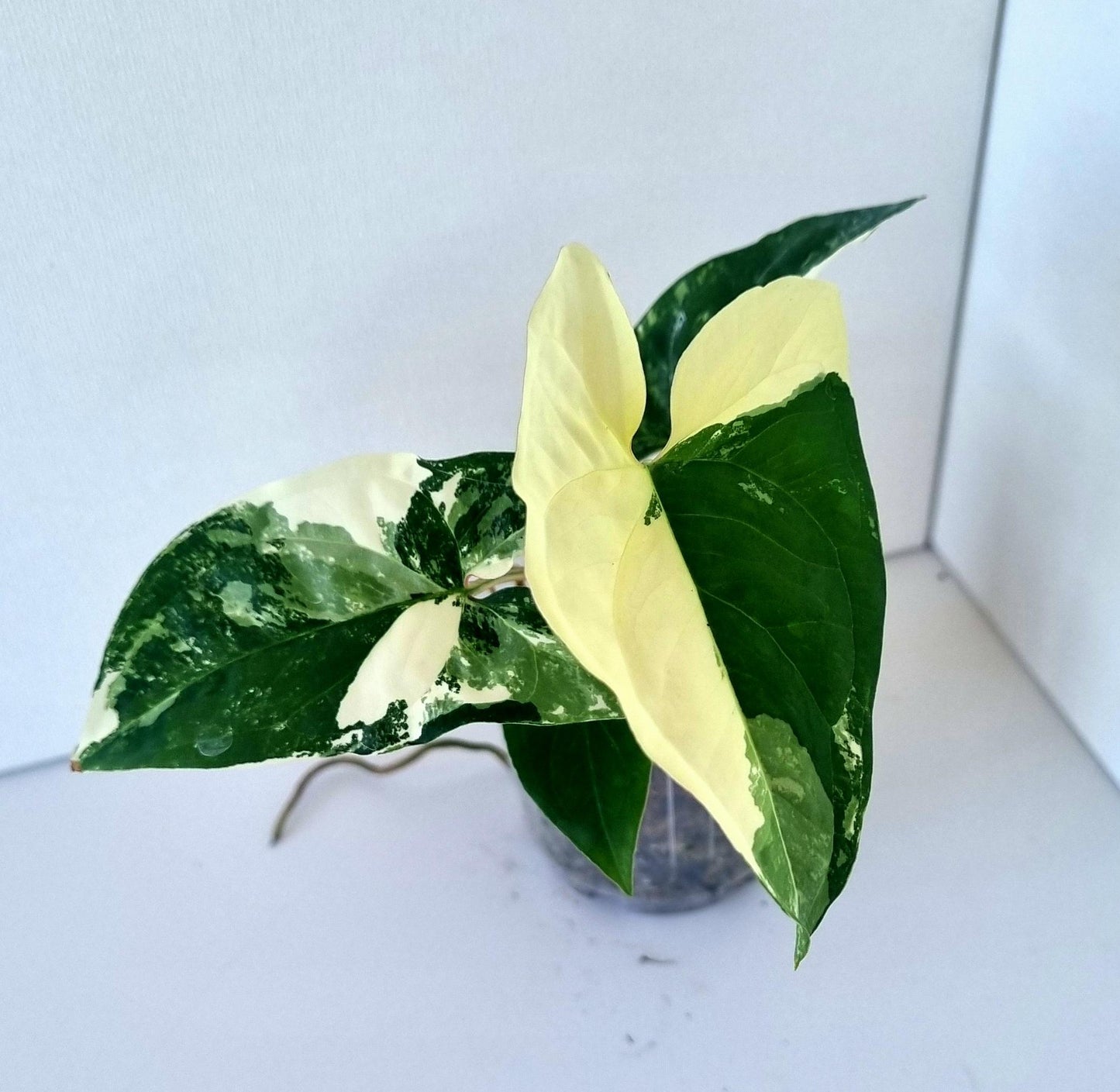 Syngonium Podophyllum Albo Variegated Indoor Plant - Minis