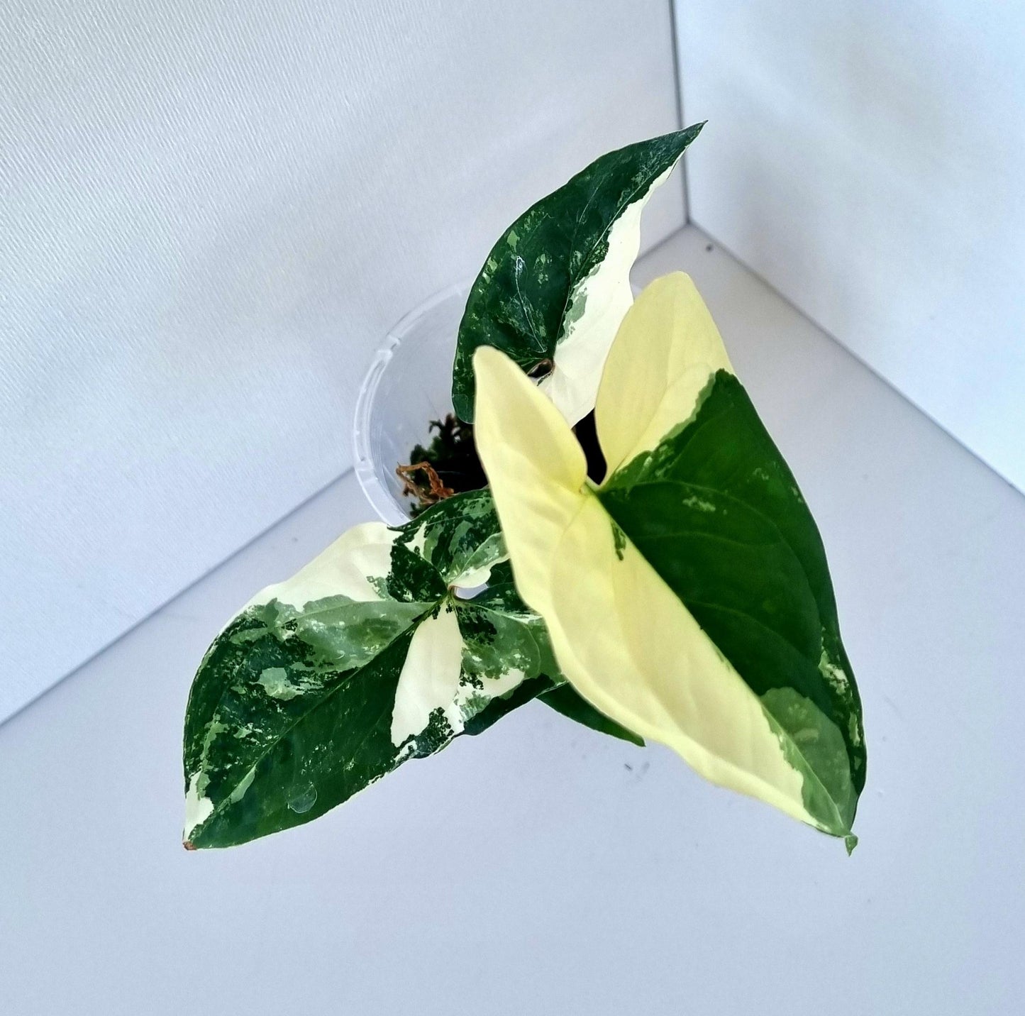 Syngonium Podophyllum Albo Variegated Indoor Plant - Minis