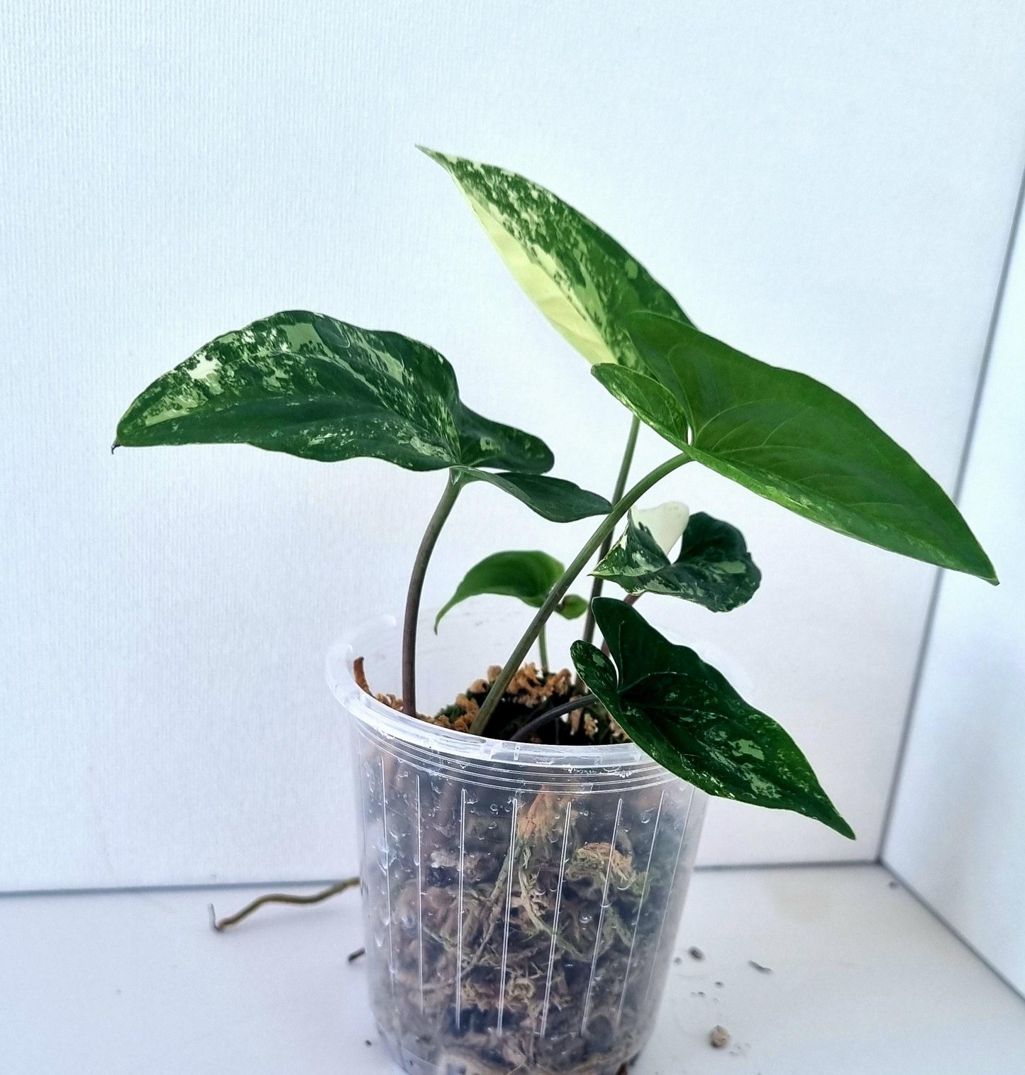 Syngonium Podophyllum Albo Variegated Indoor Plant - Minis