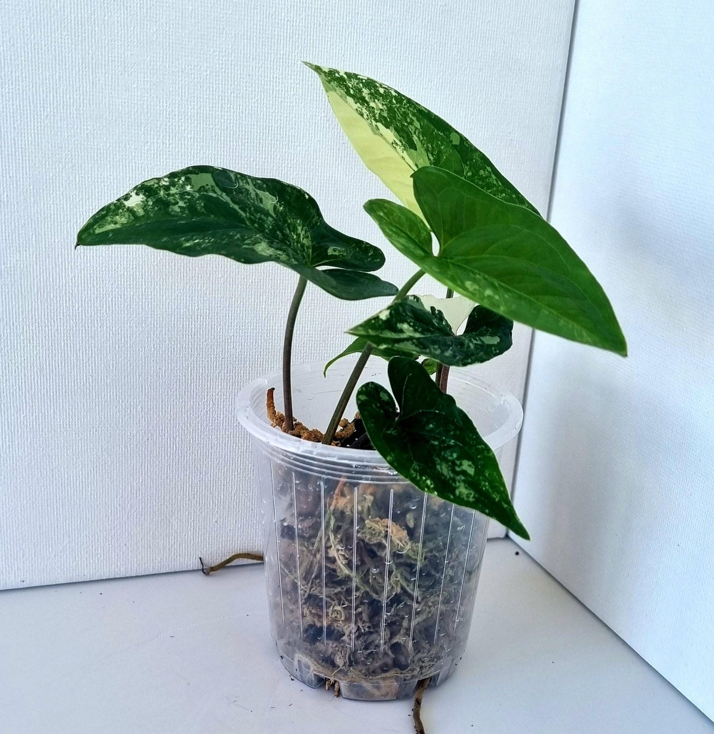 Syngonium Podophyllum Albo Variegated Indoor Plant - Minis