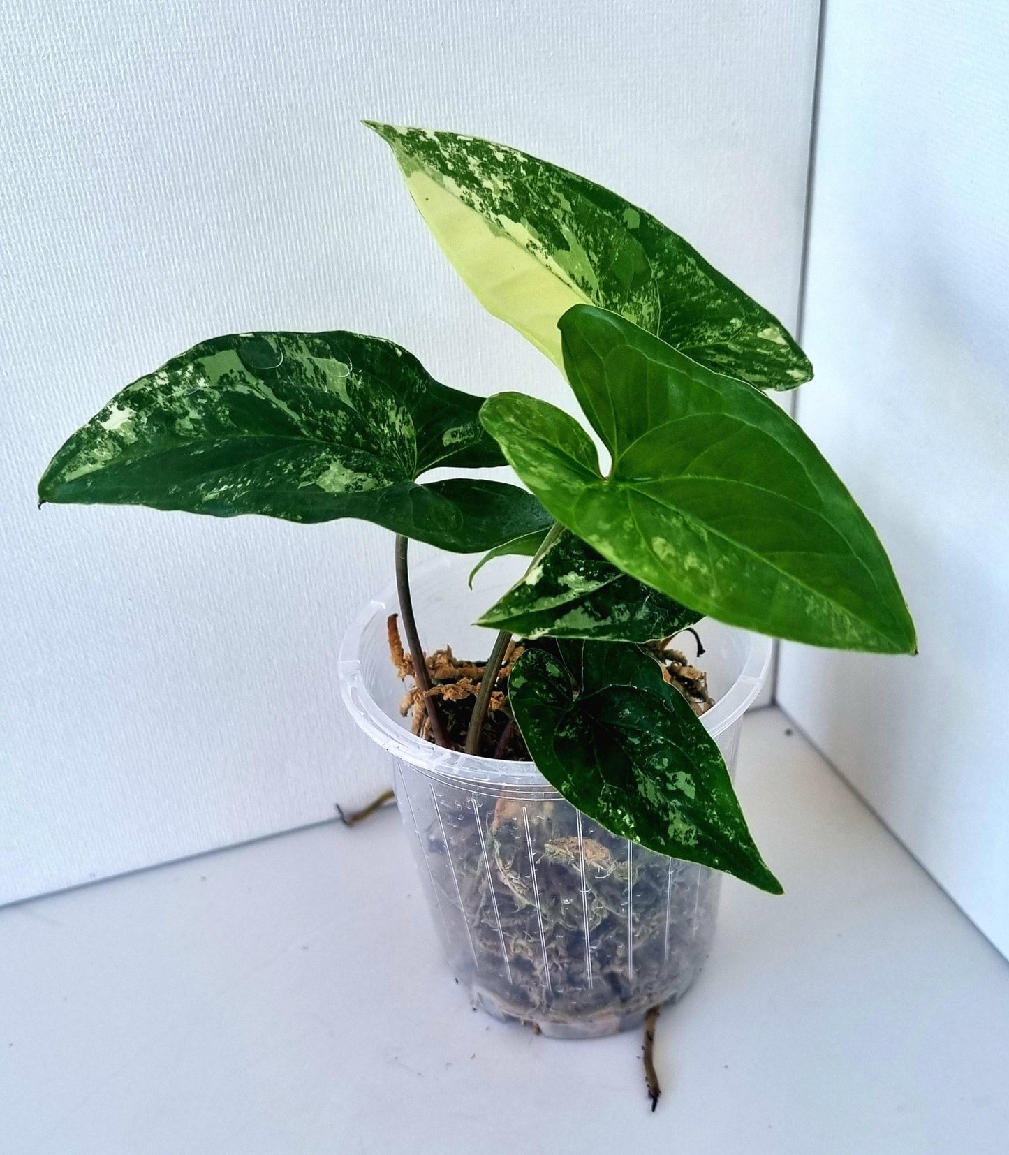 Syngonium Podophyllum Albo Variegated Indoor Plant - Minis