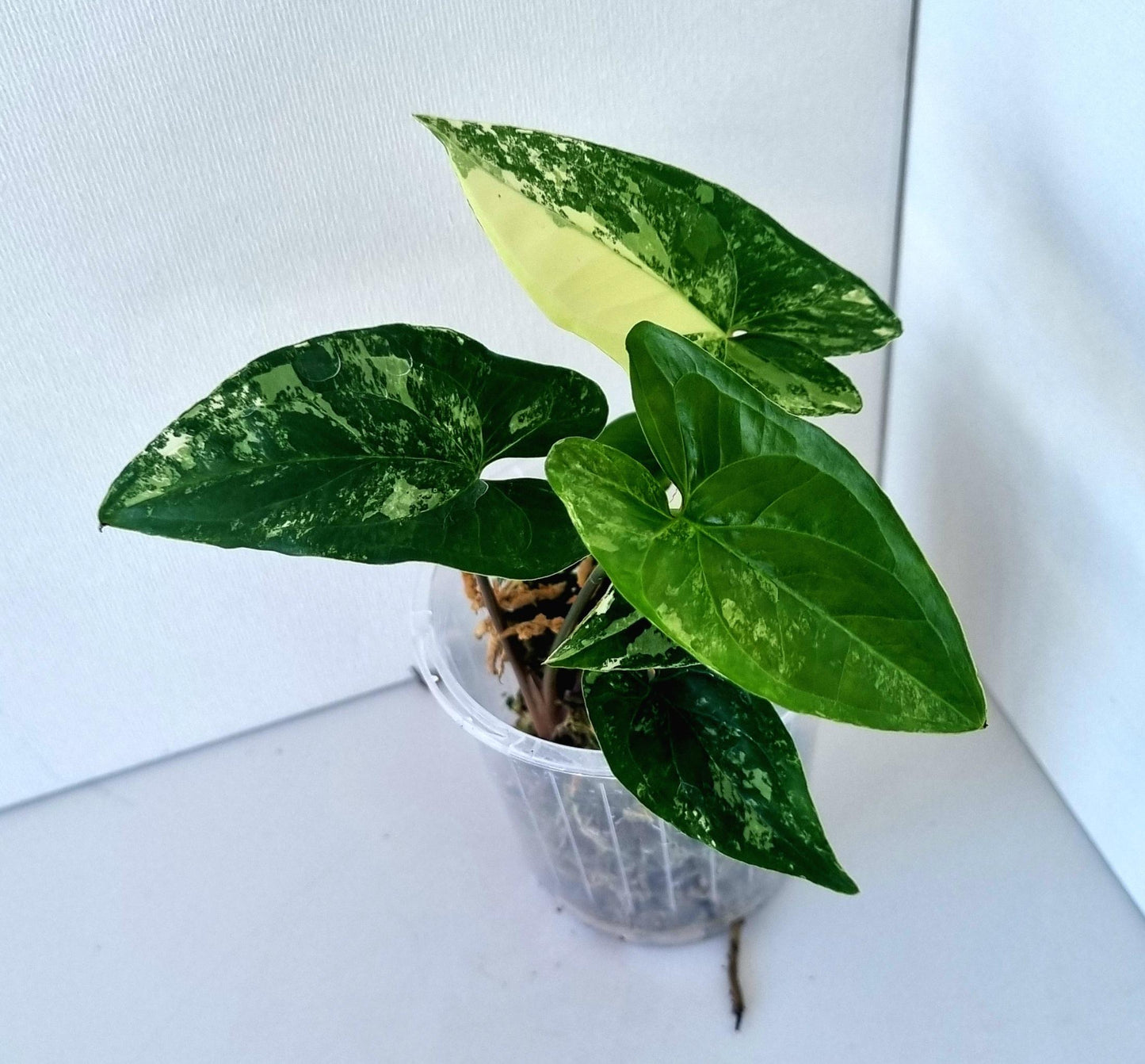 Syngonium Podophyllum Albo Variegated Indoor Plant - Minis