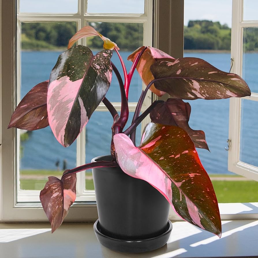 Indoor Plants