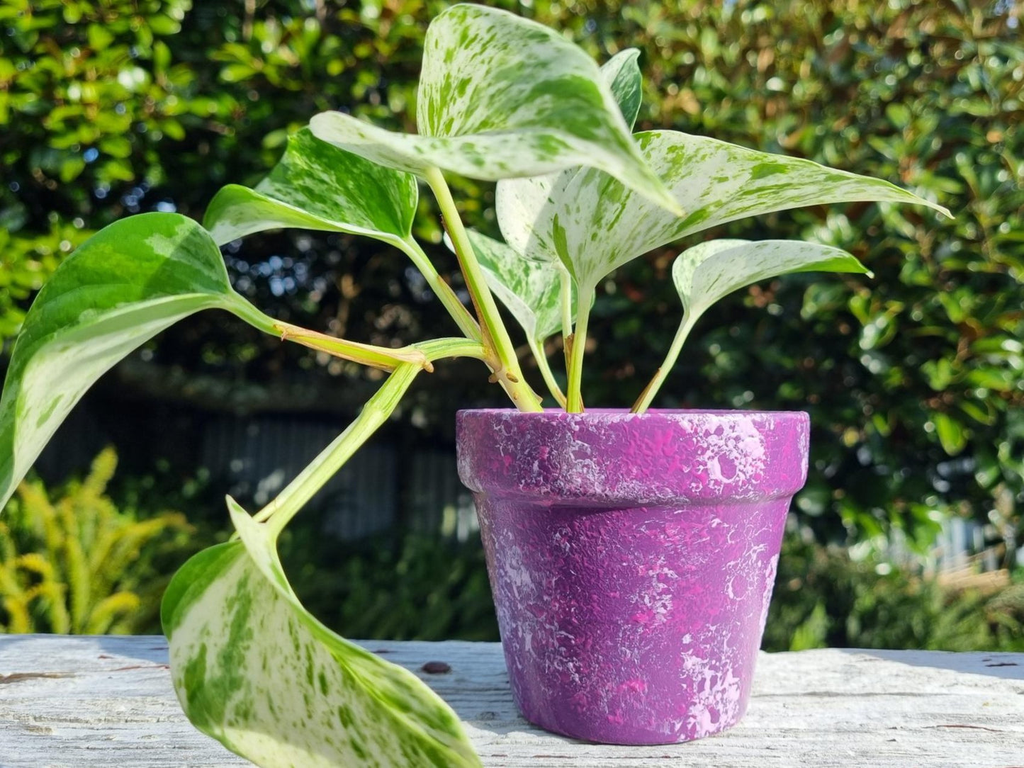 Hand Painted Plant Pot Purple