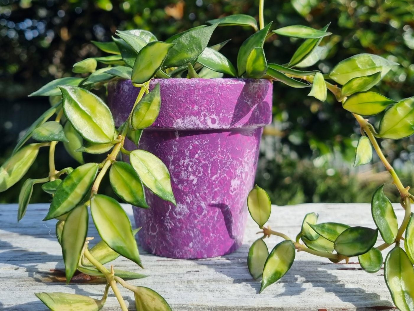 Hand Painted Plant Pot Purple