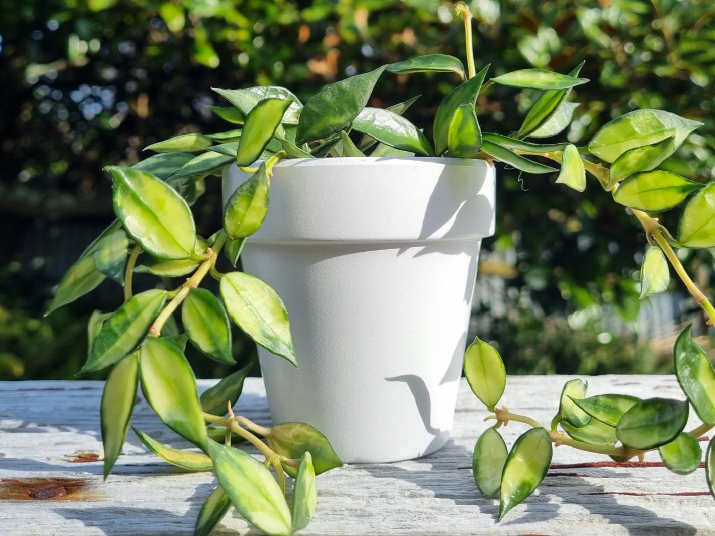 Hand Painted Plant Pot White