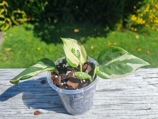 Njoy Pothos Indoor Plant