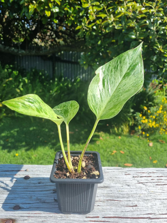 Marble Pothos Indoor Plant