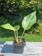 Marble Pothos Indoor Plant