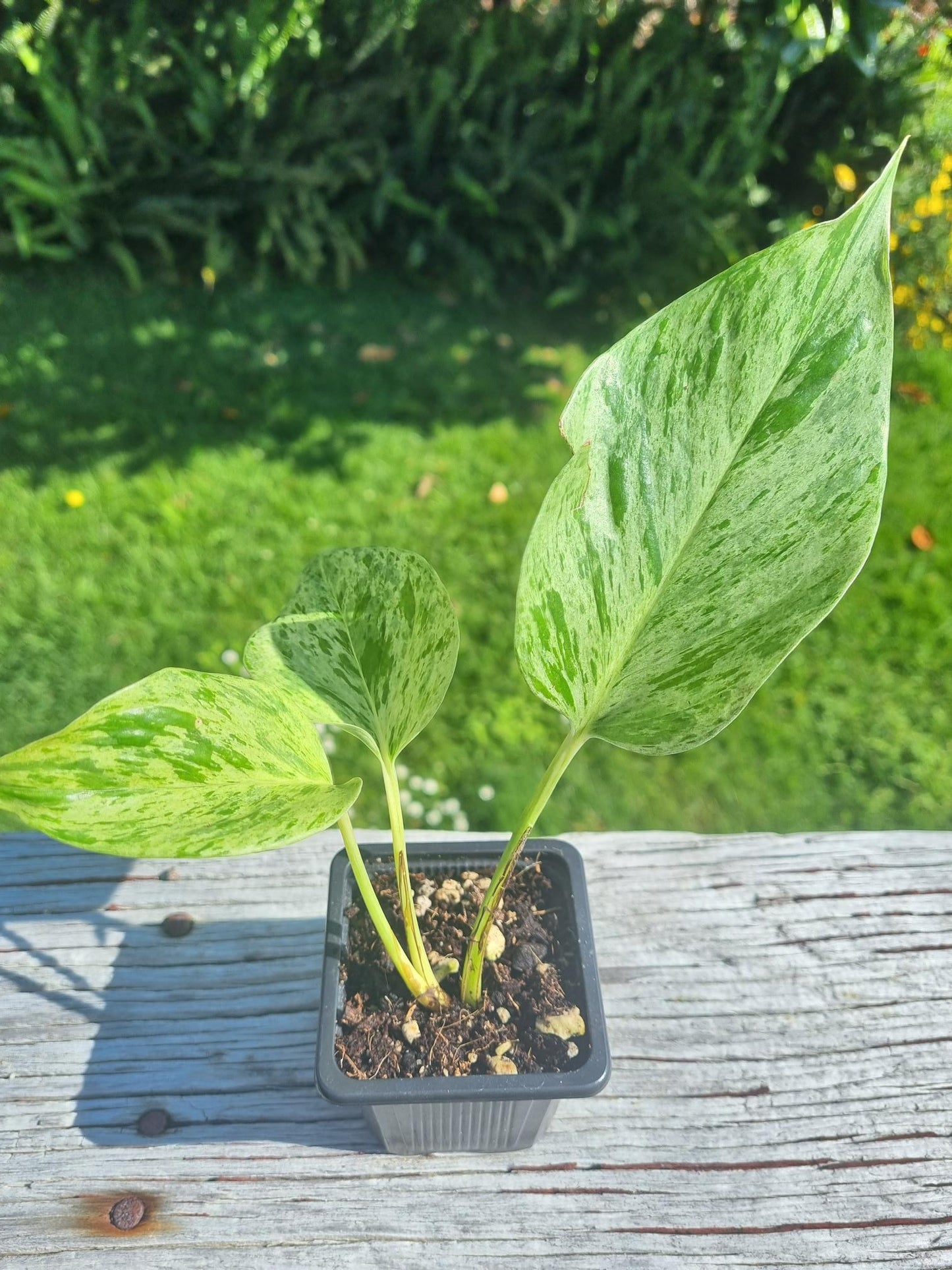 Marble Pothos Indoor Plant
