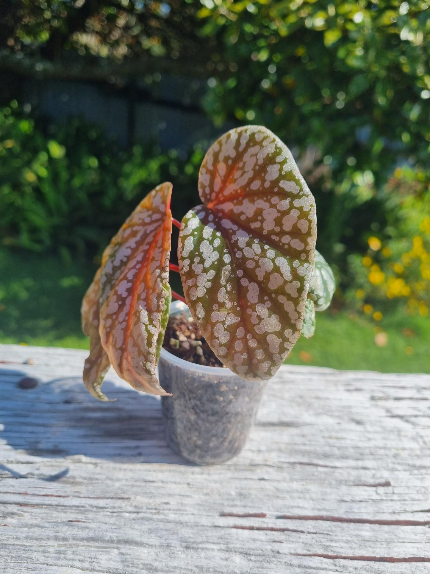 Snowcapped Begonia Indoor Plant