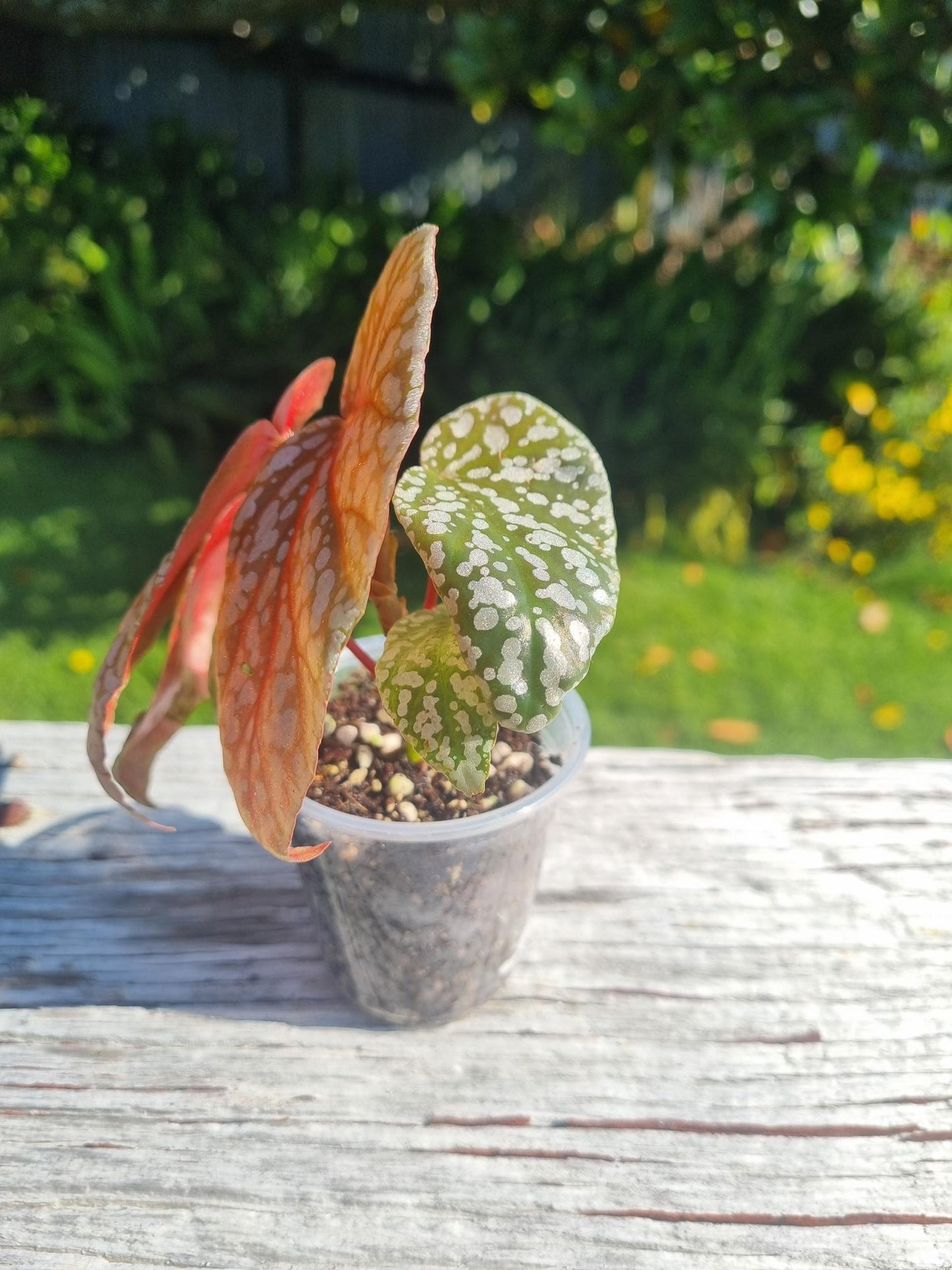 Snowcapped Begonia Indoor Plant