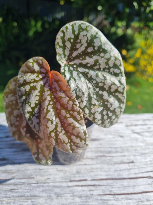 Snowcapped Begonia Indoor Plant