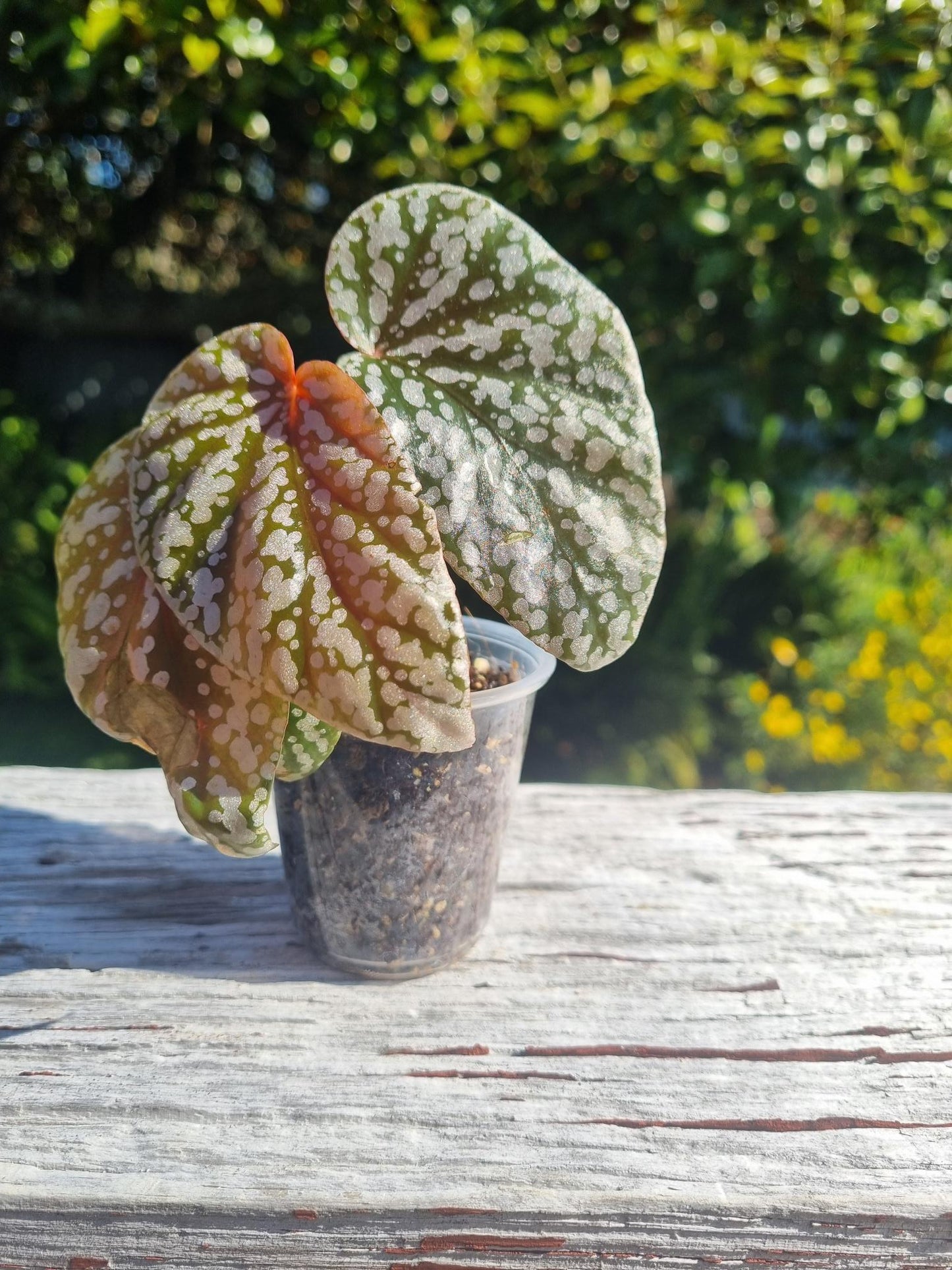 Snowcapped Begonia Indoor Plant