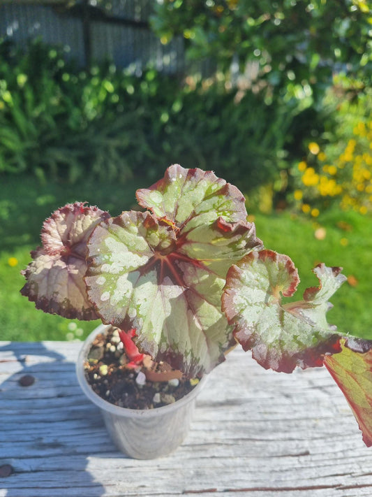 Begonia Edna Kortz Indoor Plant