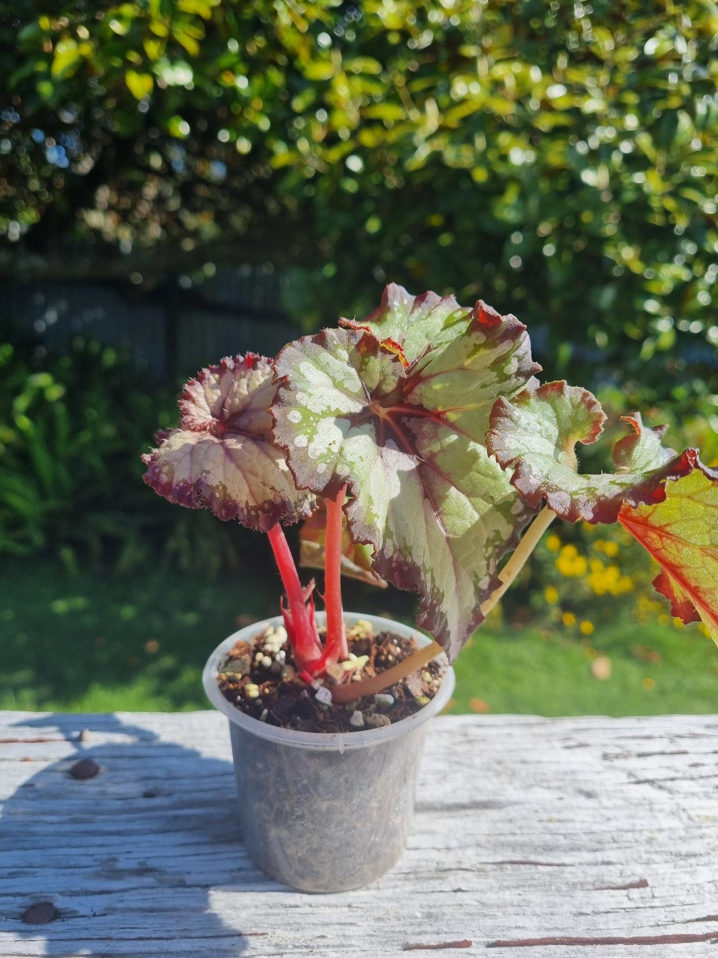 Begonia Edna Kortz Indoor Plant