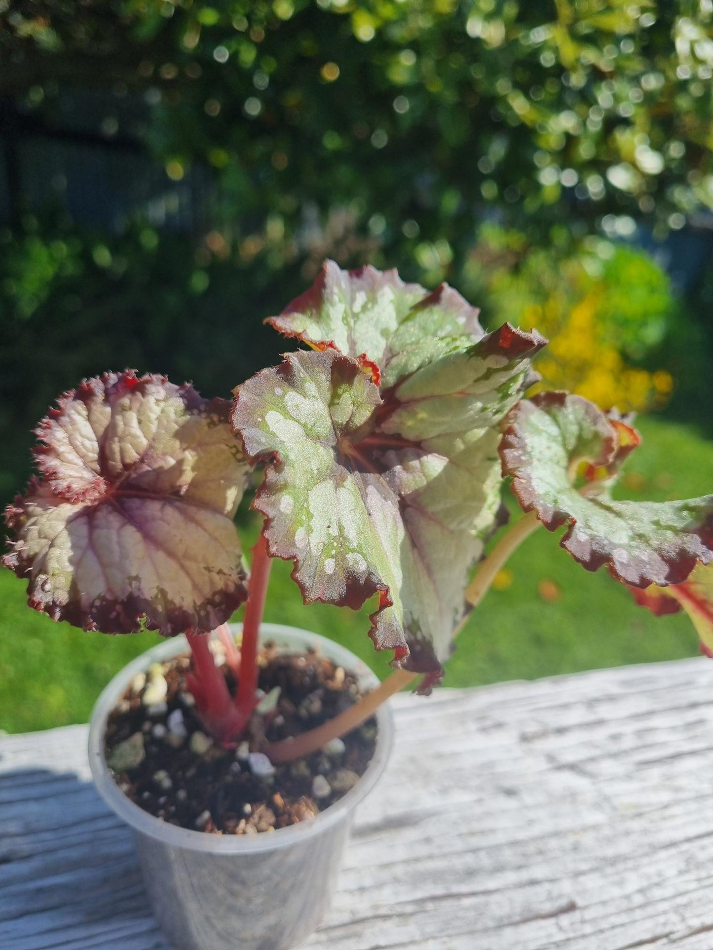 Begonia Edna Kortz Indoor Plant