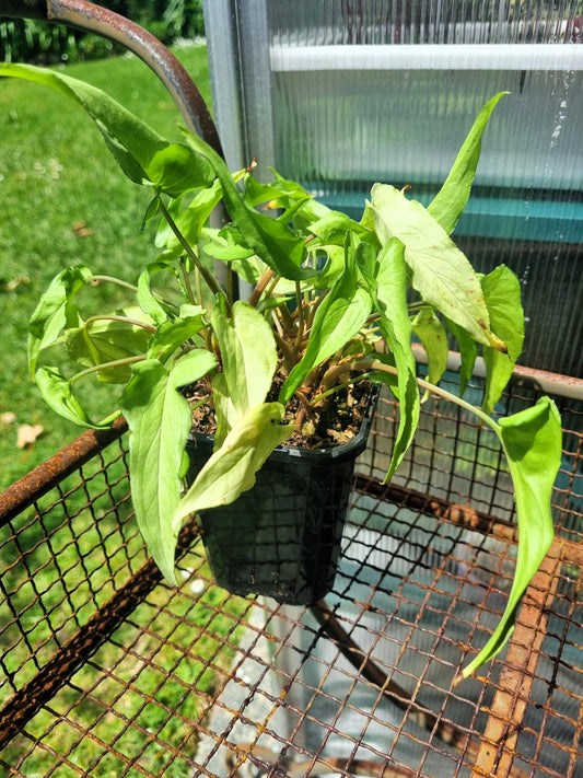 Syngonium White Arrowhead Indoor Plant
