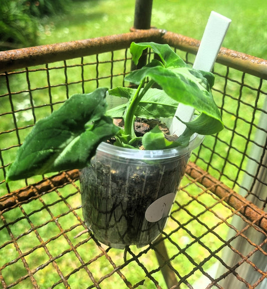 Syngonium Wendlandii Indoor Plant