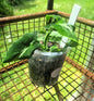 Syngonium Wendlandii Indoor Plant
