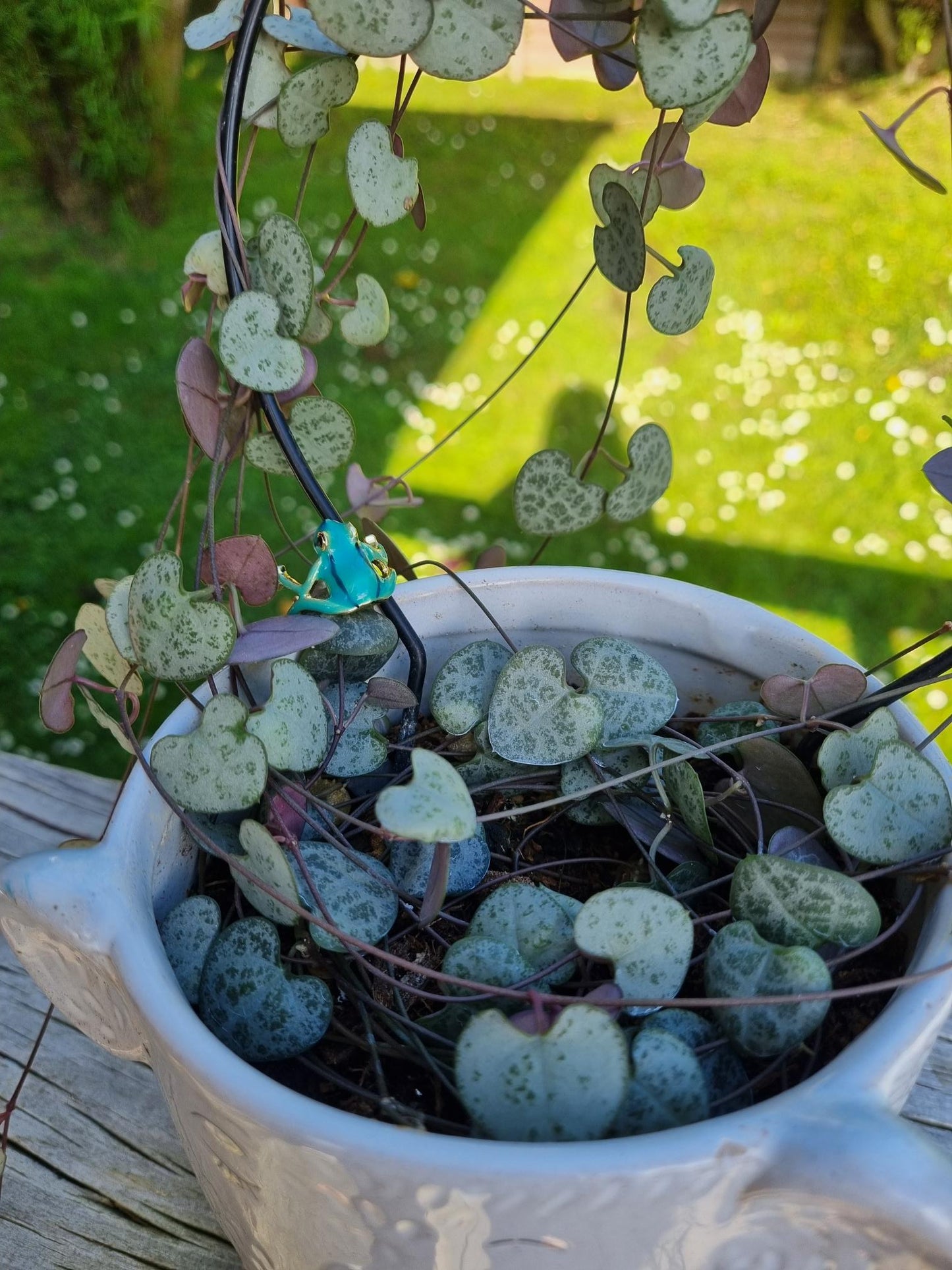 Plant Bling - Frogs