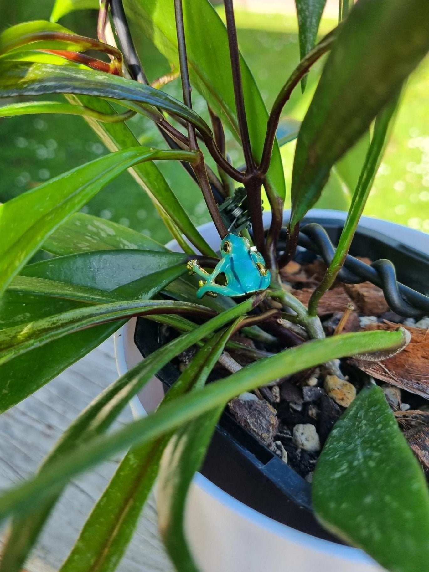 Plant Bling - Frogs