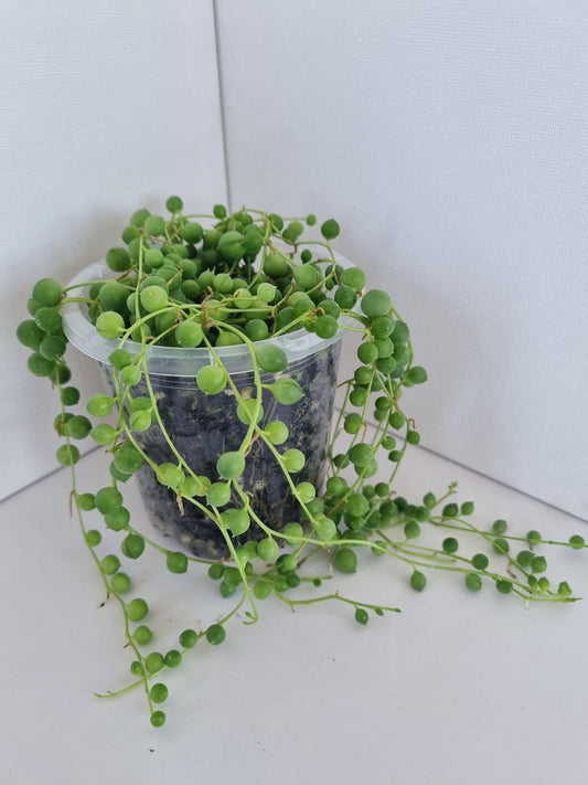 String of Pearls Plant