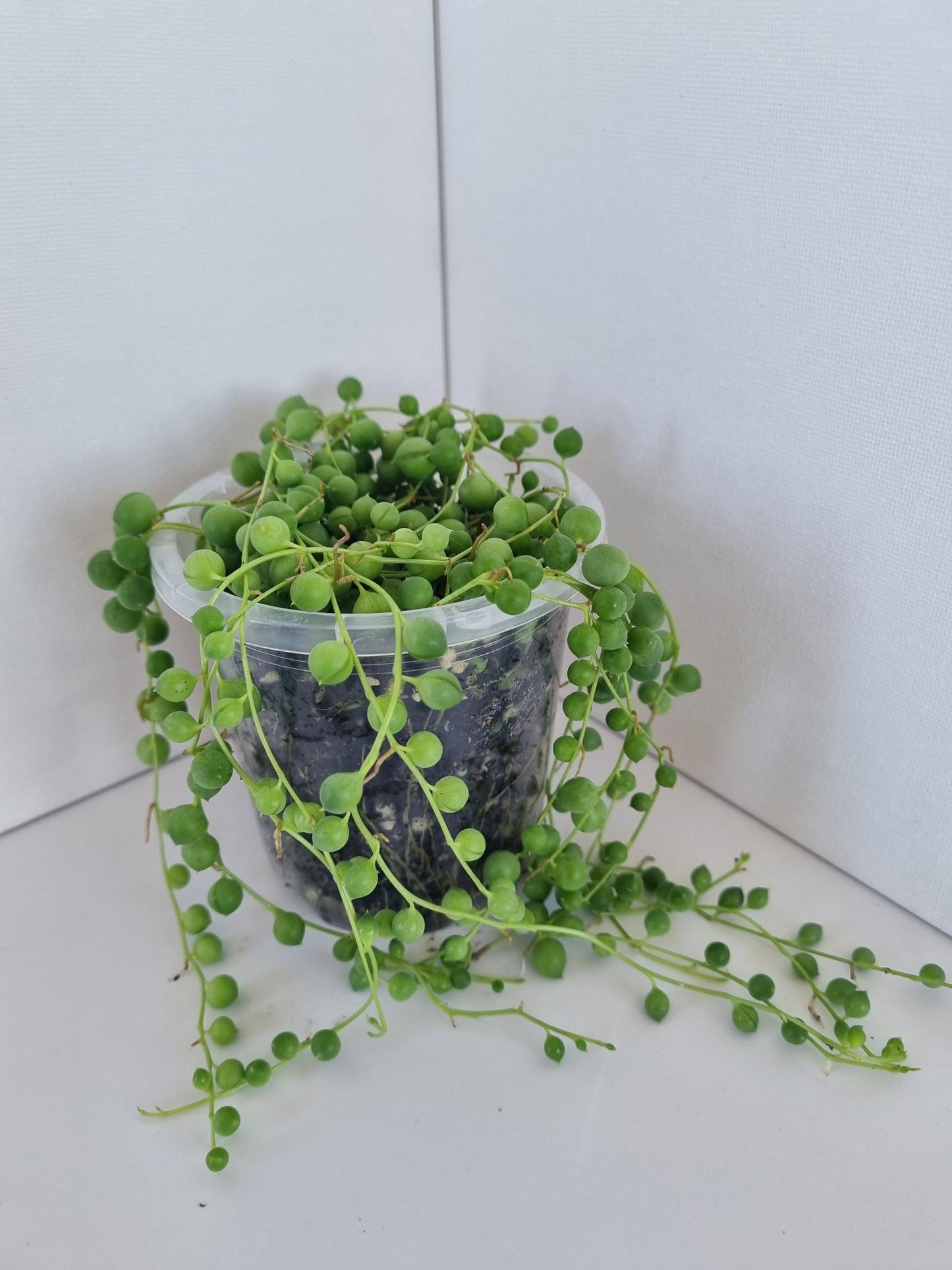 String of Pearls Plant