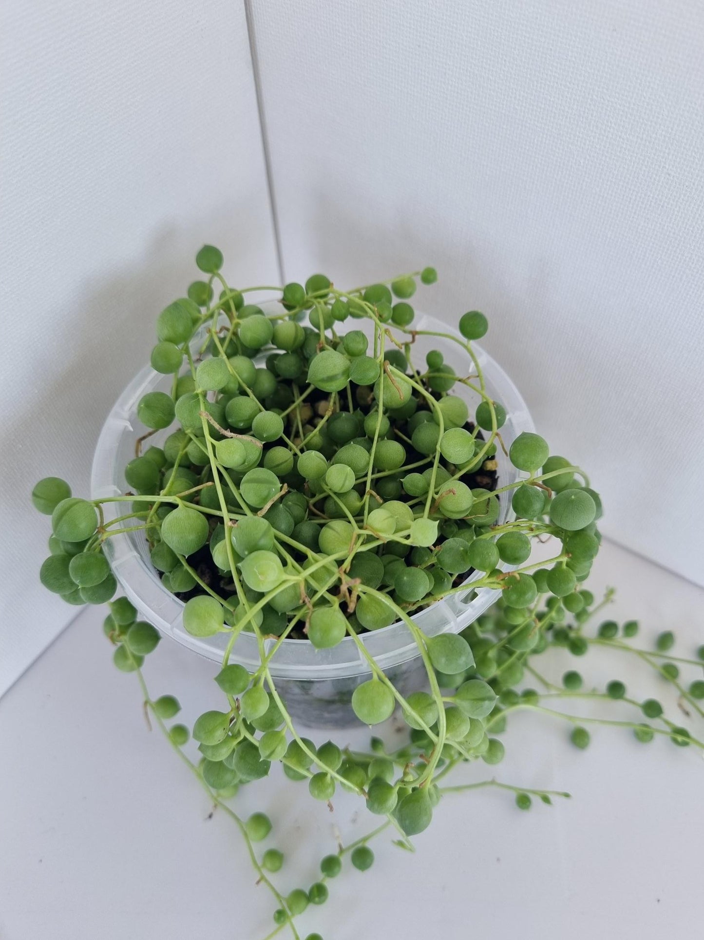 String of Pearls Plant