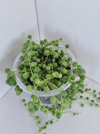 String of Pearls Plant
