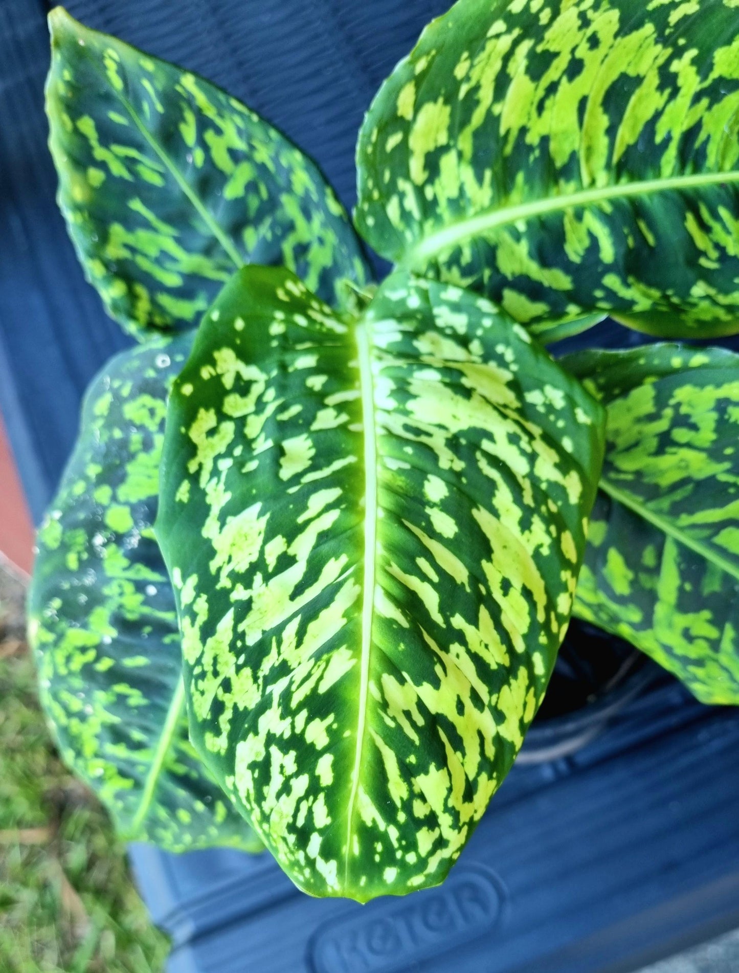 Dieffenbachia Reflector Indoor Plant