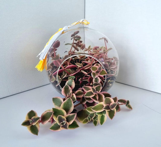 Calico Kittens Plant including glass house
