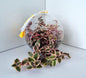 Calico Kittens Plant including glass house