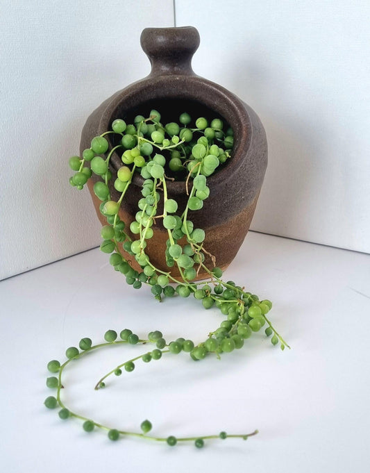String of Pearls Plant including Pot