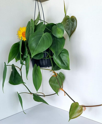 Heartleaf Philodendron Indoor Plant