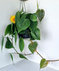 Heartleaf Philodendron Indoor Plant