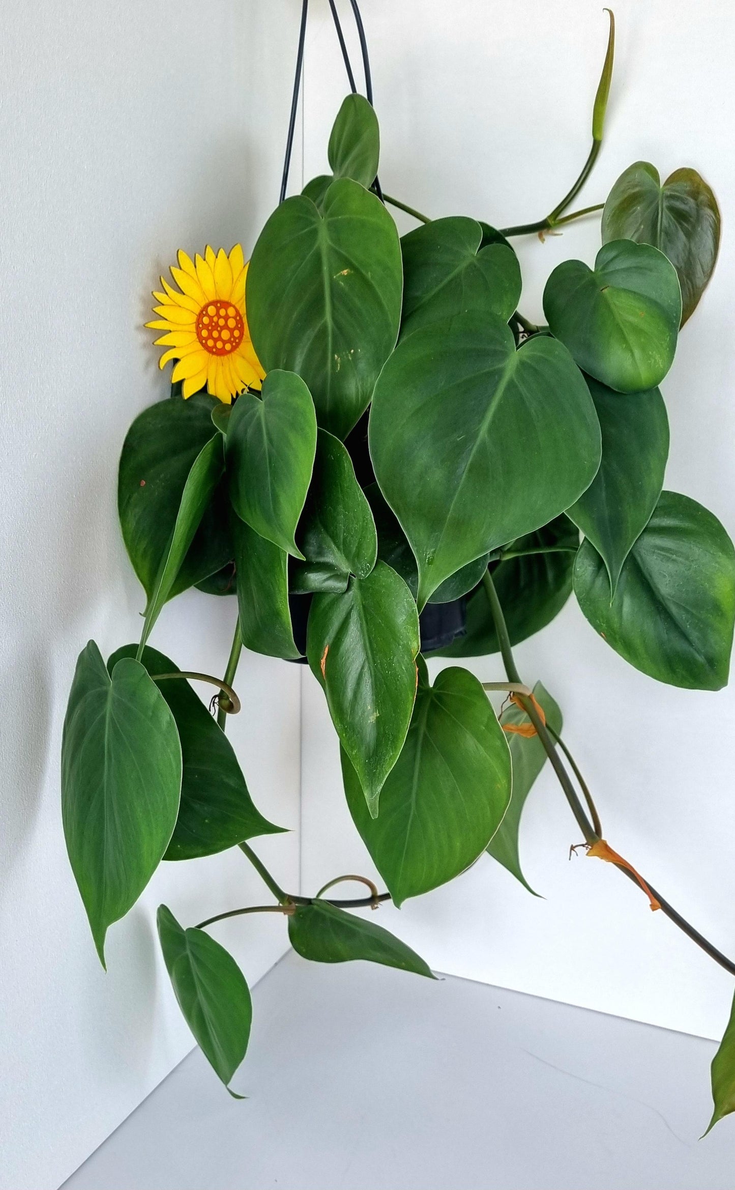 Heartleaf Philodendron Indoor Plant