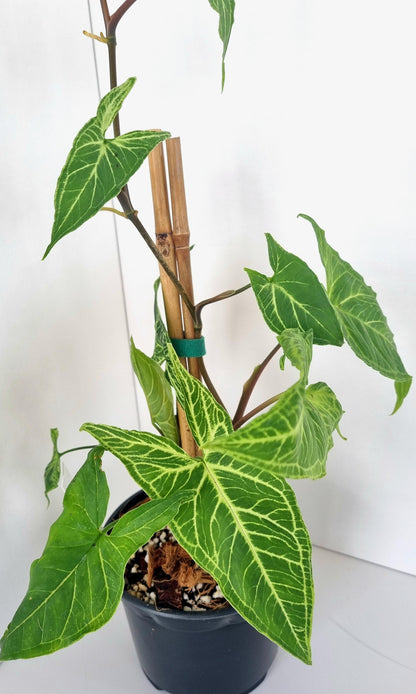 Syngonium Batik Indoor Plant