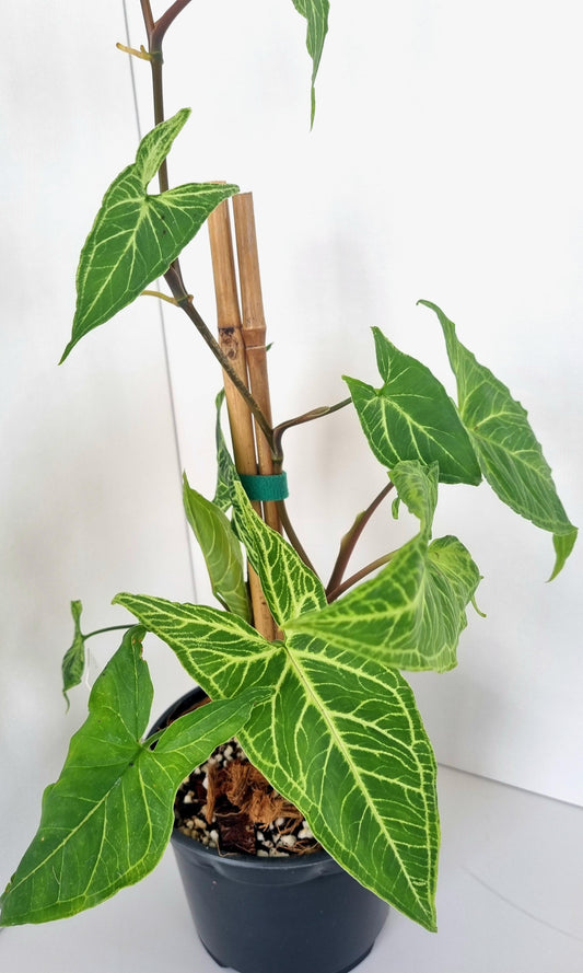 Syngonium Batik Indoor Plant