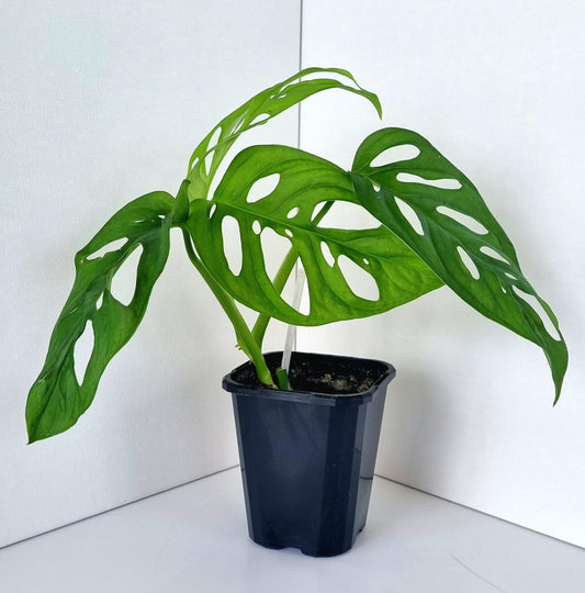 Monstera Monkey Mask Indoor Plant
