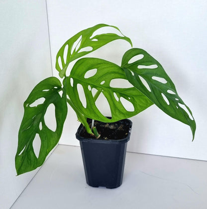 Monstera Monkey Mask Indoor Plant