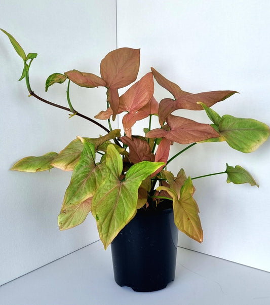 Pink Syngonium Indoor Plant