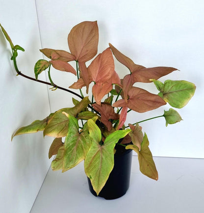 Pink Syngonium Indoor Plant